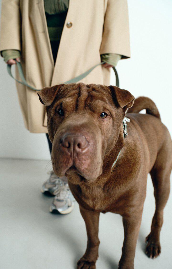 American Vintage Collier Pour Chien La Mutt X AMV - KAKI Vert - E25