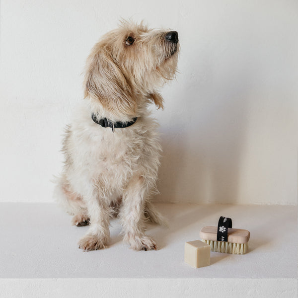 Andrée Jardin Brosse Massage Chien