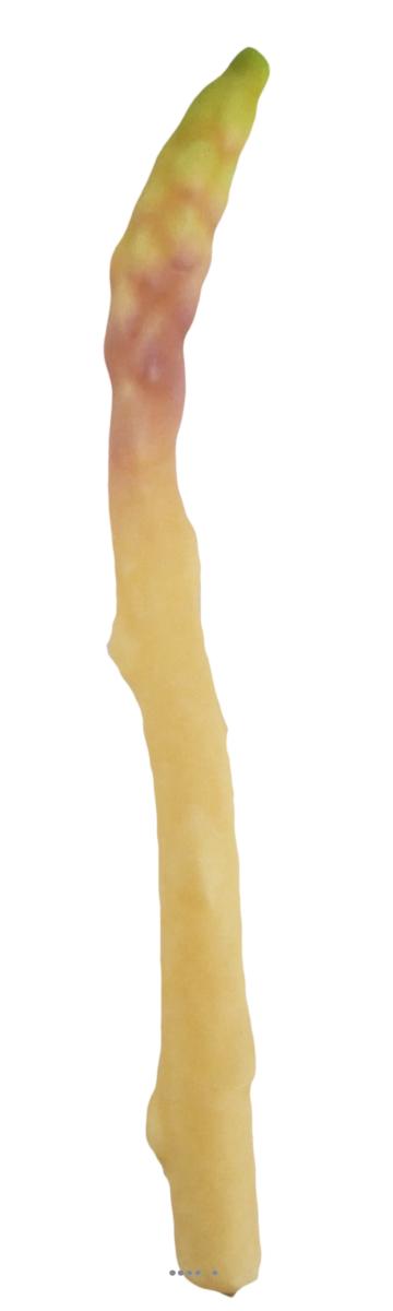 artificielles Asperge blanche artificielle superbe de realisme du site Artificielles.com