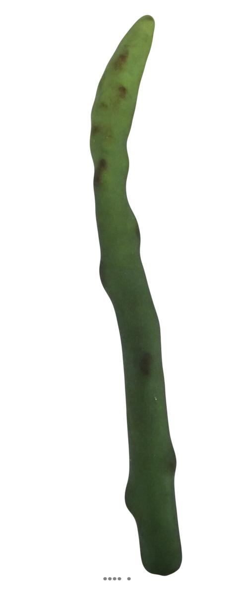 artificielles Asperge verte artificielle superbe de realisme du site Artificielles.com