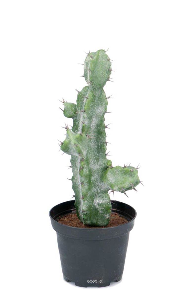 artificielles Cactus Cierge artificiel cactee succulente en pot H 23 cm D 10 cm du site artificielles.com