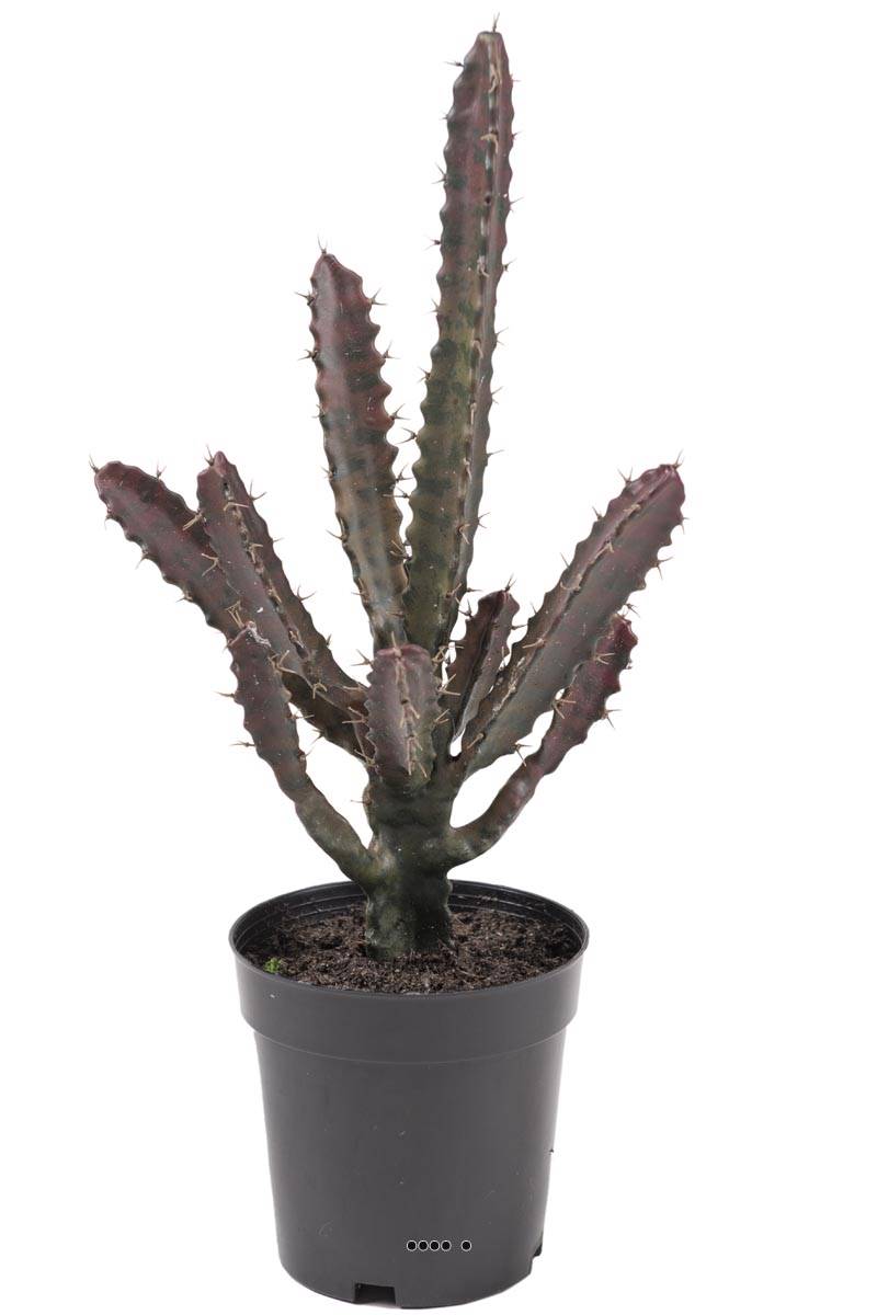 artificielles Cactus Euphorbe artificiel cactée en pot Vert Qualité Pro et décorateurs du site Artificielles.com