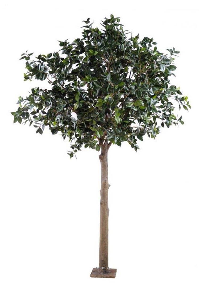 artificielles Camelia du japon artificiel H 300 cm Tronc bois Feuillage tergal L 230 du site Artificielles.com