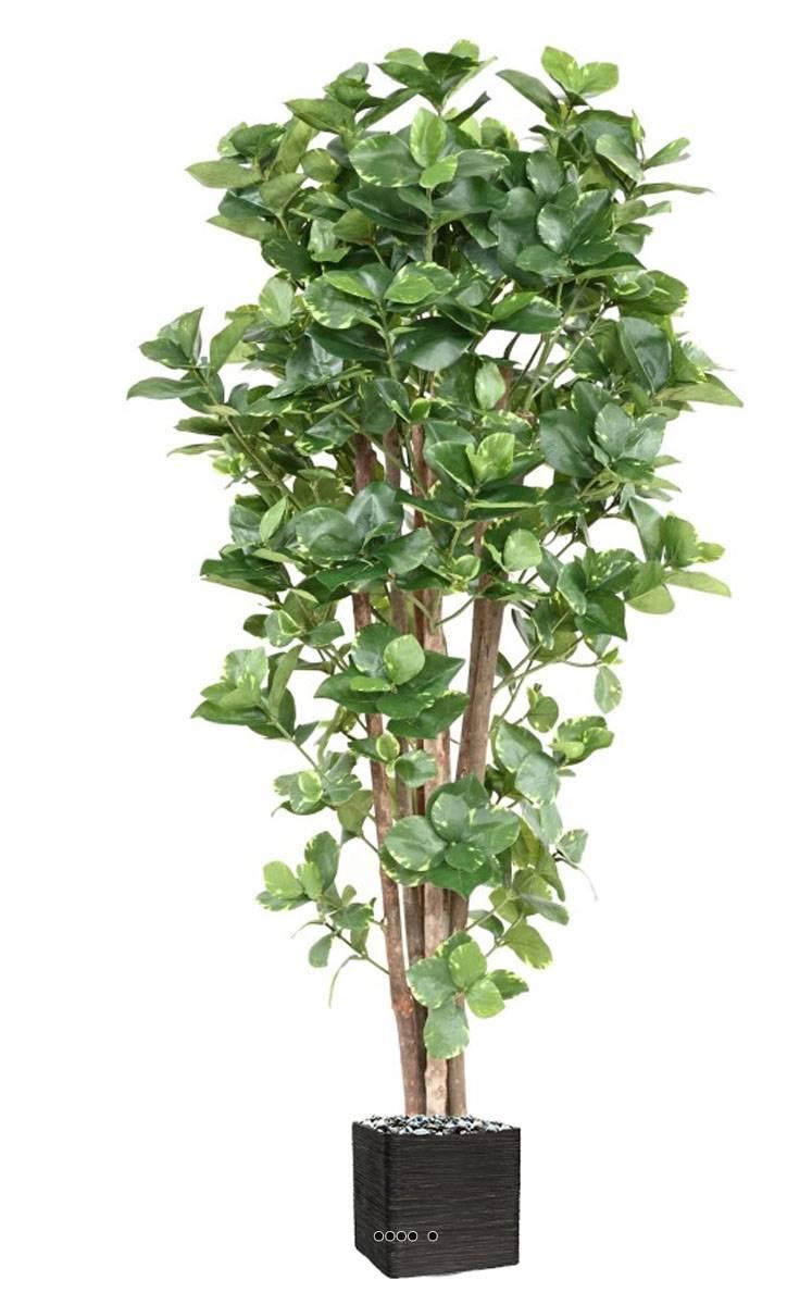 artificielles Clusia artificiel variegata H 150 cm en pot - Artificielles.com