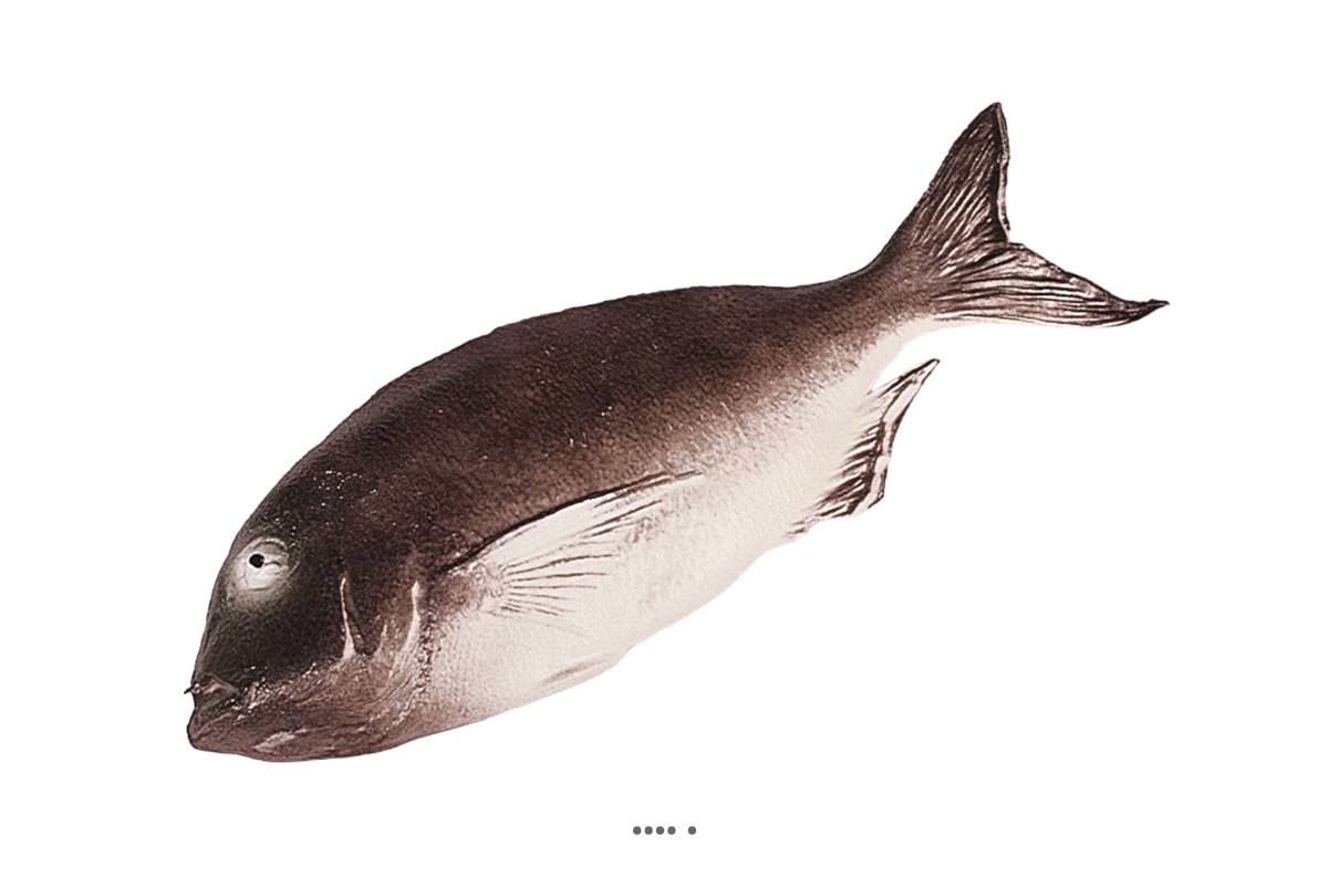 artificielles Daurade artificielle grise en Plastique soufflé L 360x130 mm