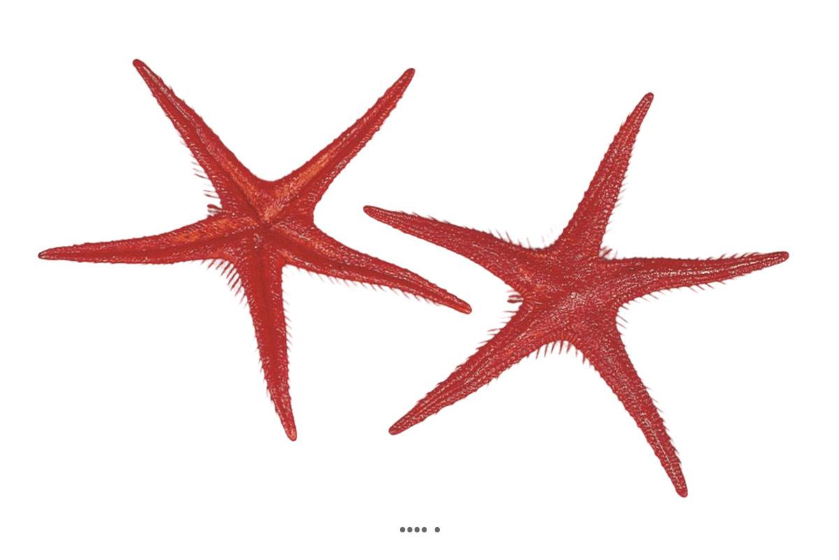 artificielles Etoile de mer artificielle rouge X 2 en Plastique soufflé D 250 mm