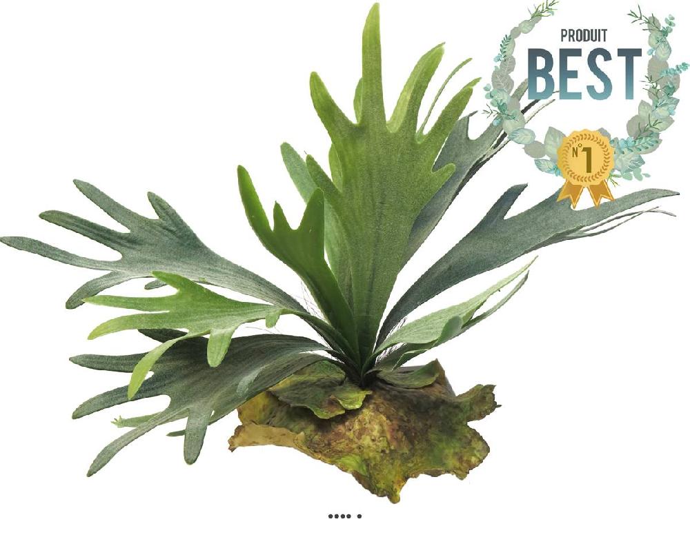 artificielles Fougère Platycerium artificielle sur socle imitation mousse