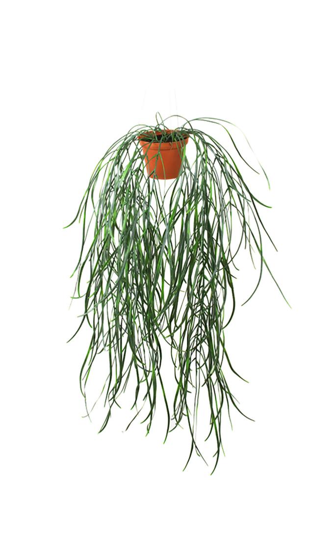 artificielles Hoya linearis artificielle en pot H 90 cm tres originale suspension du site Artificielles.com