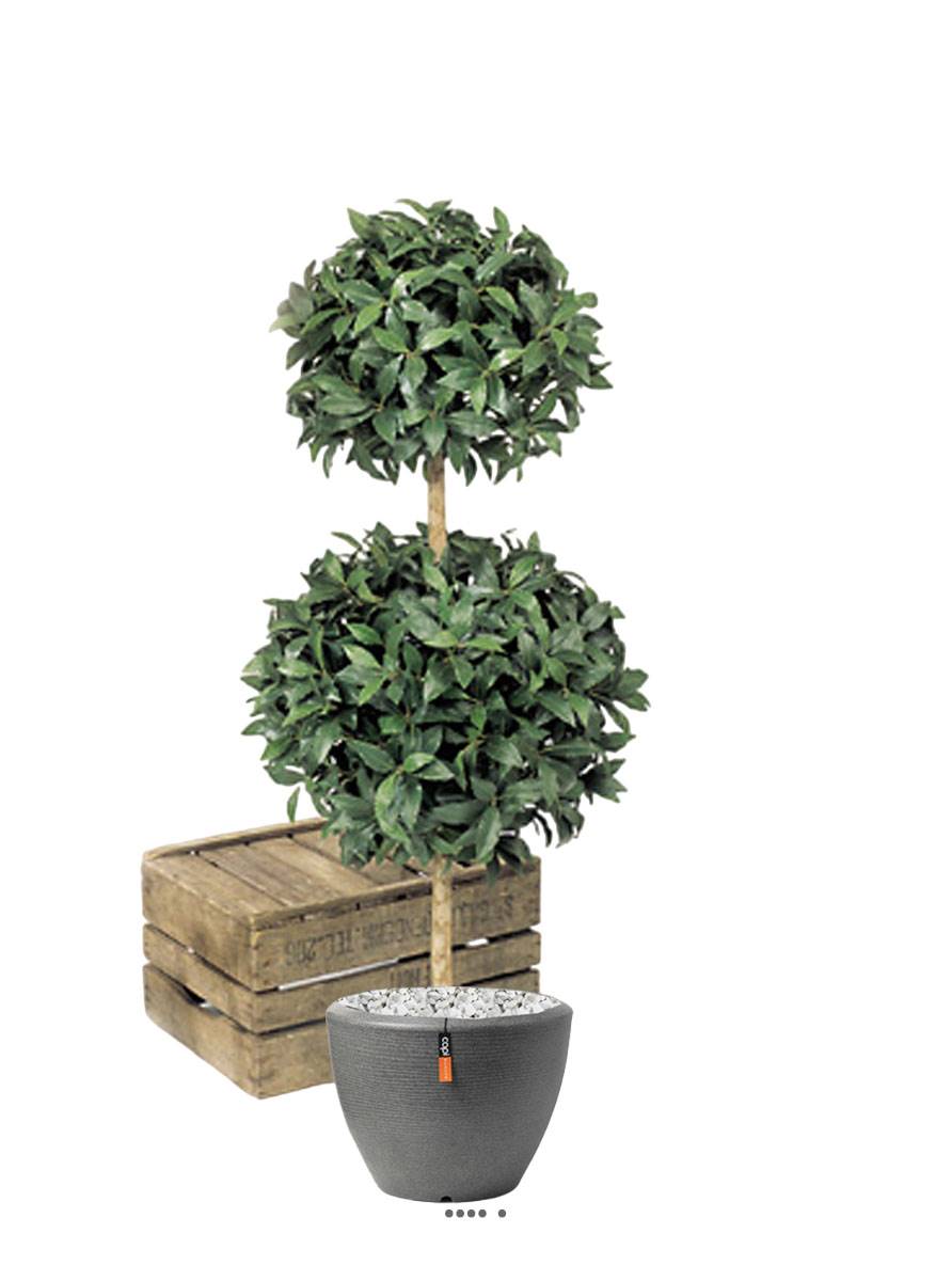 artificielles Laurier artificiel 2 boules de luxe D55 et D45 cm H 125 cm 1924 feuilles du site Artificielles.com