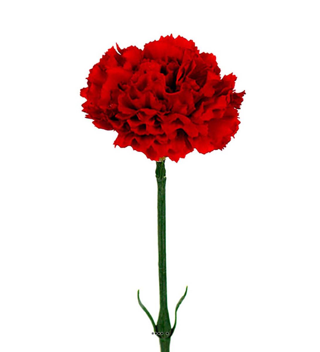 artificielles Oeillet artificiel H 55 cm superbe Tete tissu D 8 50 cm du site Artificielles.com