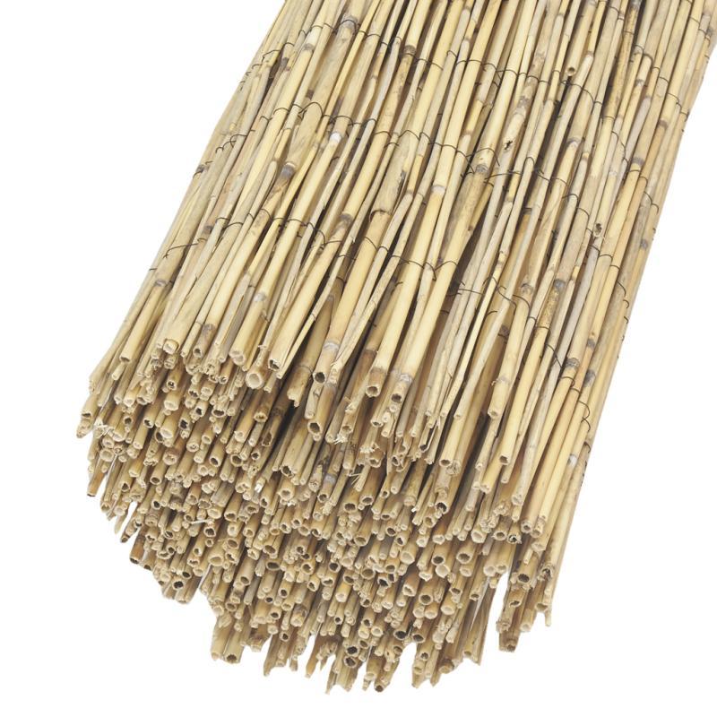 aubry gaspard Canisse en roseau - JAC1833