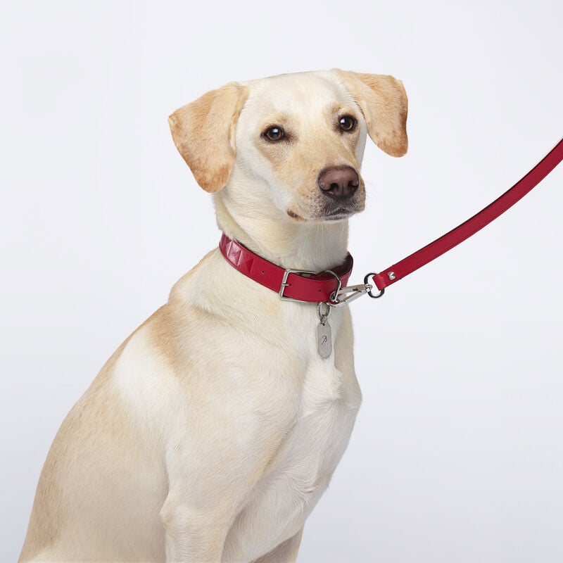 Baccarat Louxor Collier Pour Animaux L