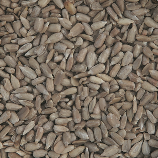 boho cosmetics Graines de tournesol - bio - 5kg - Jardin BiO Vrac