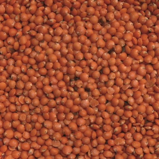 boho cosmetics Lentilles Corail bio 5 kg - Jardin Bio Étic