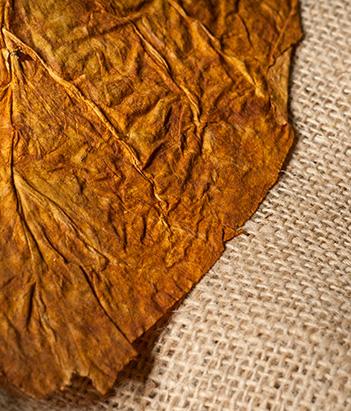 candora Eau de Parfum Feuille de Tabac de la collection Candora Paris