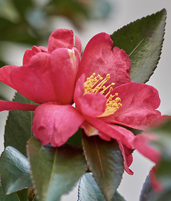 candora Eau de Parfum Gardénia de la collection Candora Paris