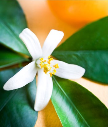 candora Eau de toilette Fleur d'Oranger de la collection Candora Paris