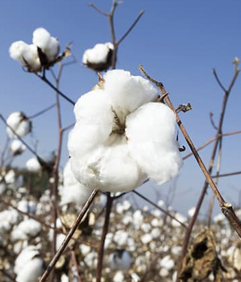 candora Eau de toilette Fleur de Coton de la collection Candora Paris