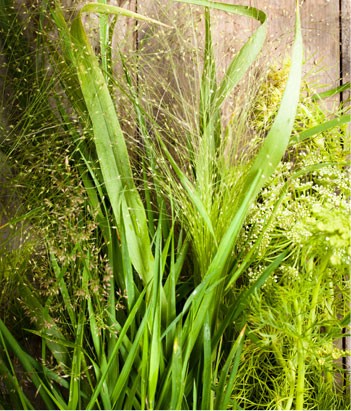 candora Eau de toilette Herbes Sauvages de la collection Candora Paris