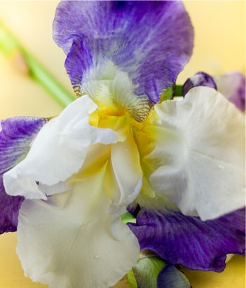 candora Eau de toilette Iris de la collection Candora Paris