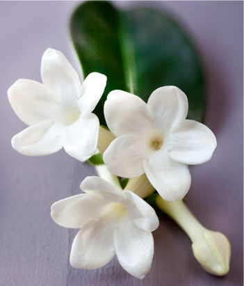 candora Eau de toilette Jasmin de la collection Candora Paris