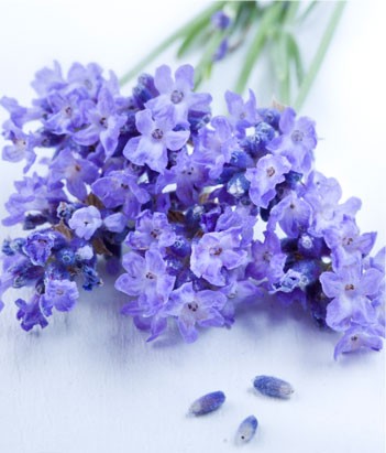 candora Eau de toilette Lavande de la collection Candora Paris