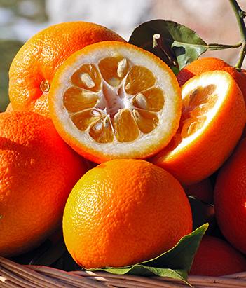 candora Eau de toilette Orange Bigarade de la collection Candora Paris