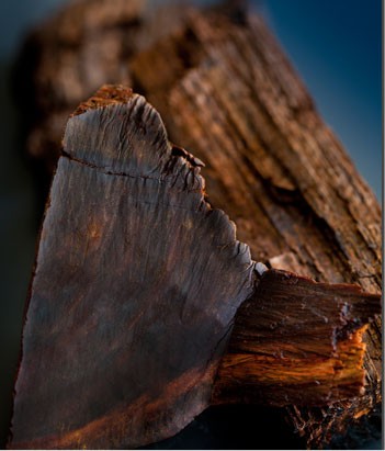 candora Eau de toilette Oud de la collection Candora Paris