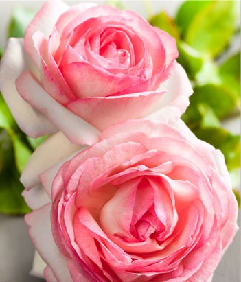 candora Eau de toilette Rose de la collection Candora Paris