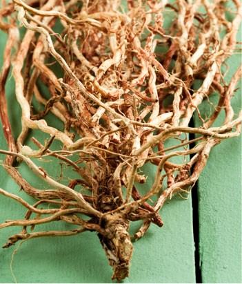 candora Eau de toilette Vétiver de la collection Candora Paris