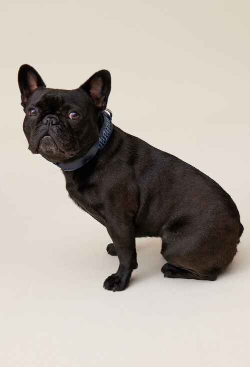 Claudie Collier Chien Monogramme CP Pour Femme