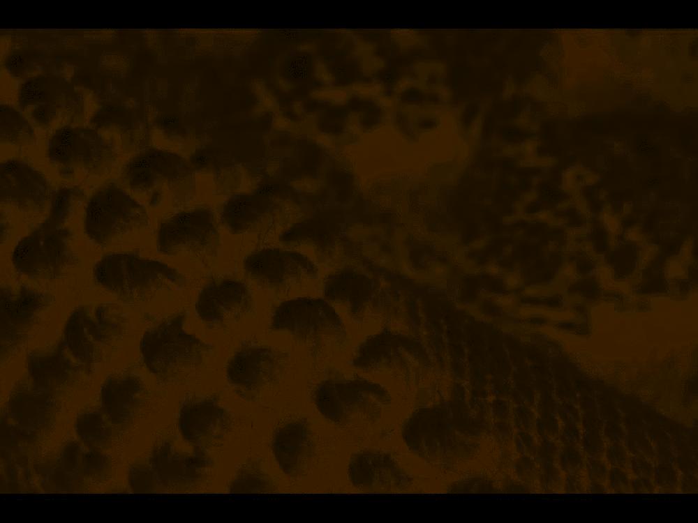 Deco Tapis Tapis Eve Fait Main En Laine De Nouvelle-Zélande