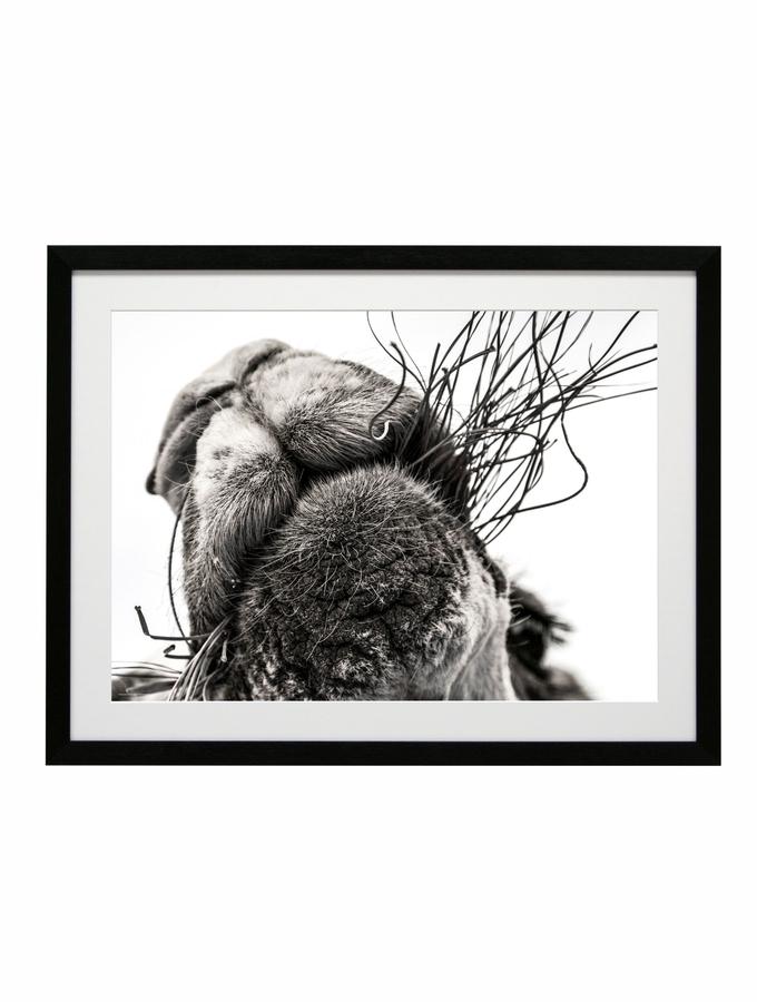 deknudt frames Poster dans un cadre photo noir - chameau en noir et blanc F42PH2 AB110
