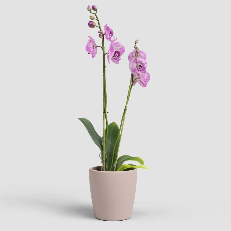 Dema Cache-pot Rond Céramique THALIA 14 Rose