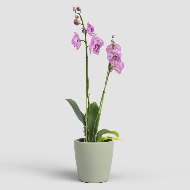 Dema Cache-pot Rond Céramique THALIA 14 Vert