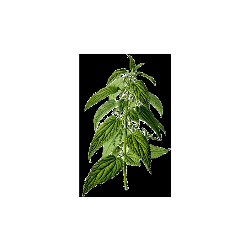 Eco Conseils Concentré Purin D'Ortie - 100% Naturel