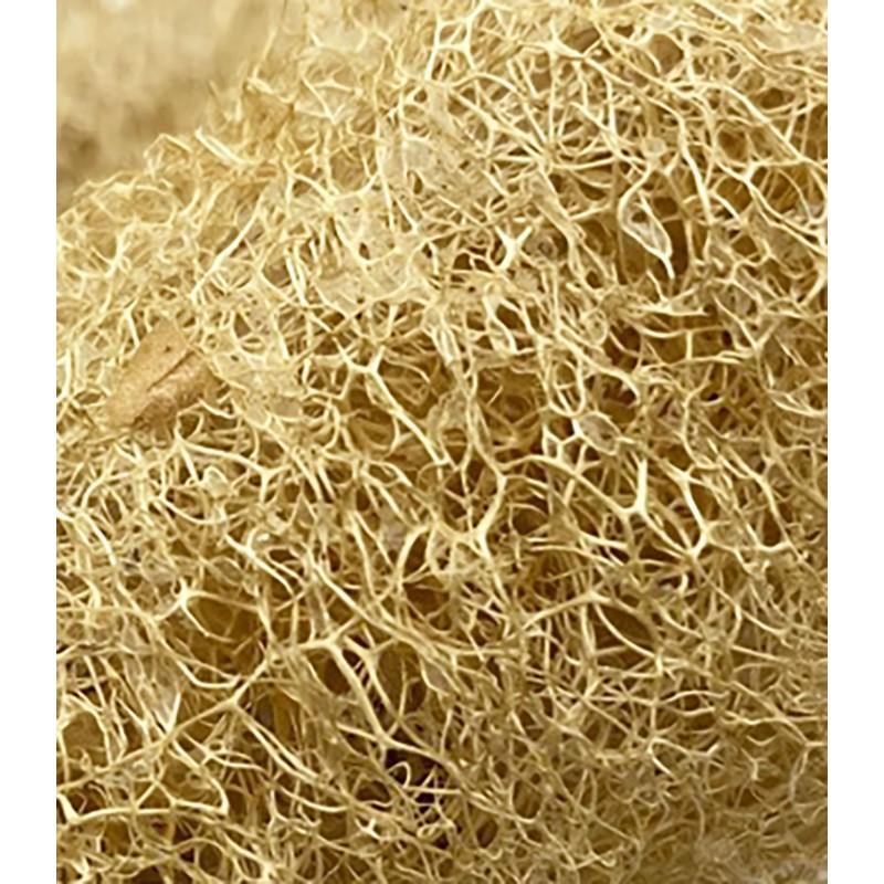 Eco Conseils Luffa Entière