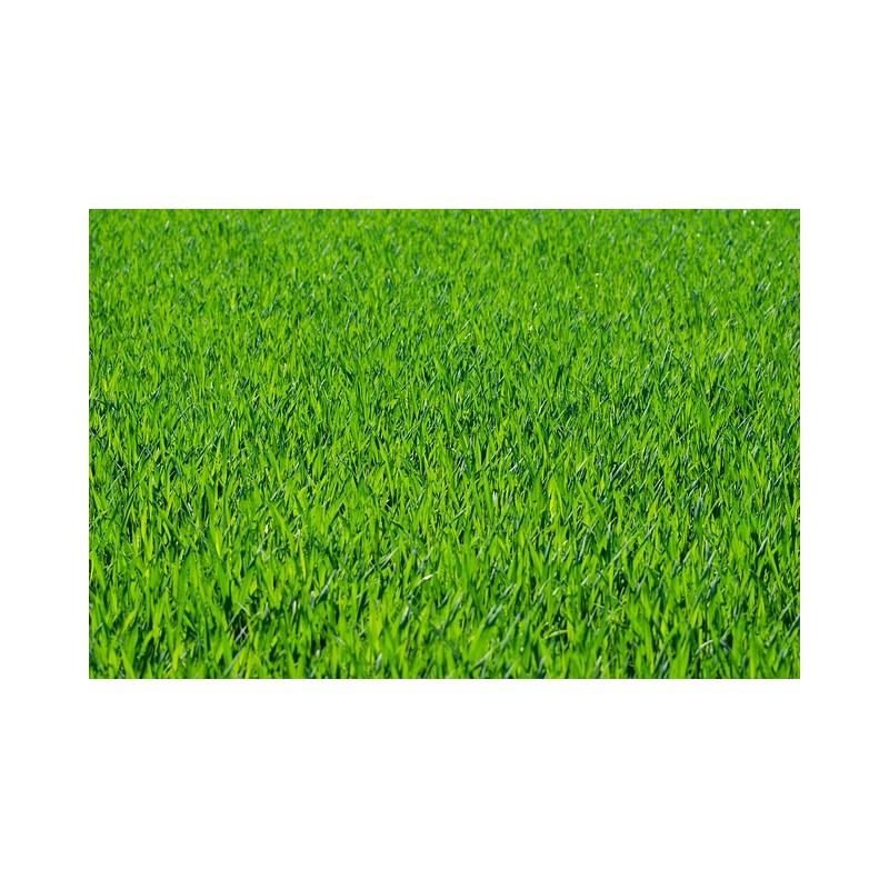 Eco Conseils MR BACTÉRIA N°20