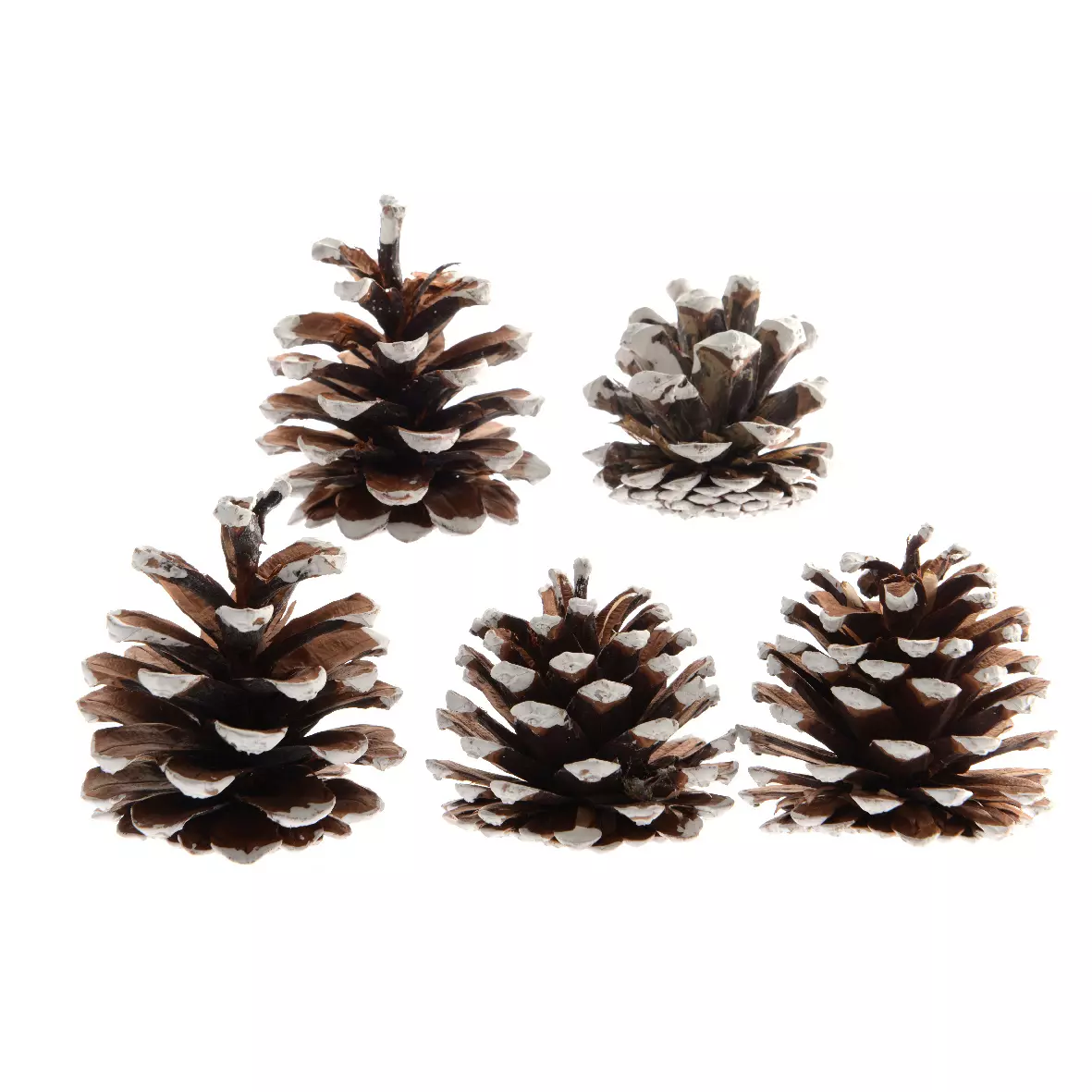 eminza Lot de 5 pommes de pin Pinus nigra enneigées Naturel