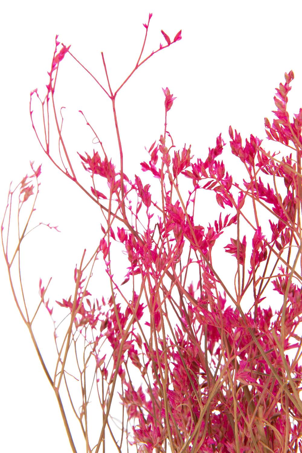 Emob Bundel Gedroogde Gypsophilia Fuchsia