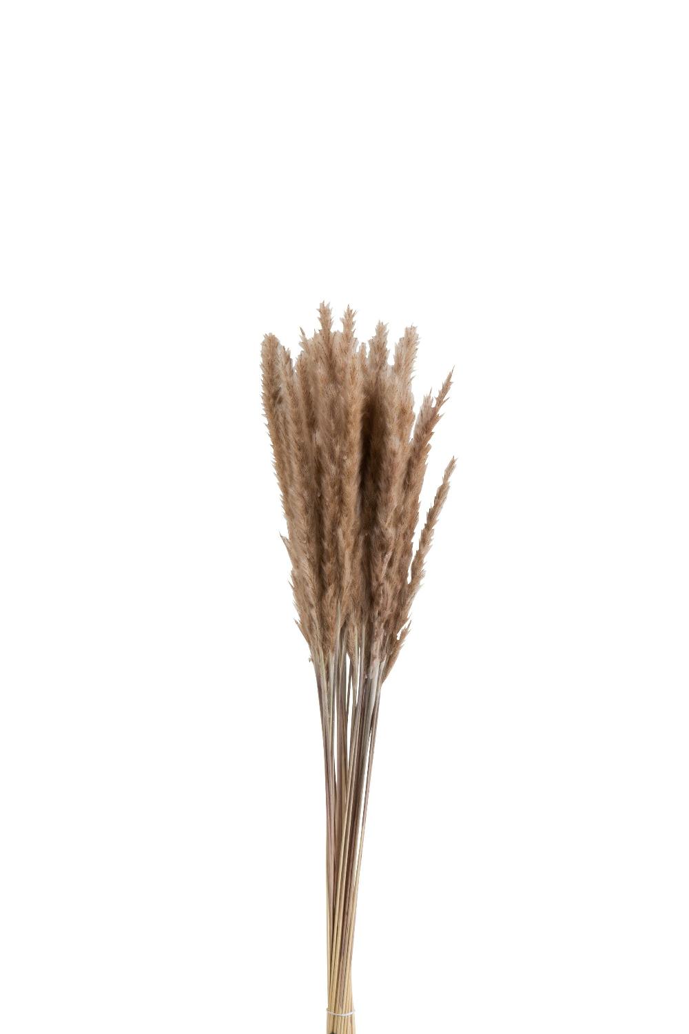 emob Bundel pennisetum gedroogd gras bruin