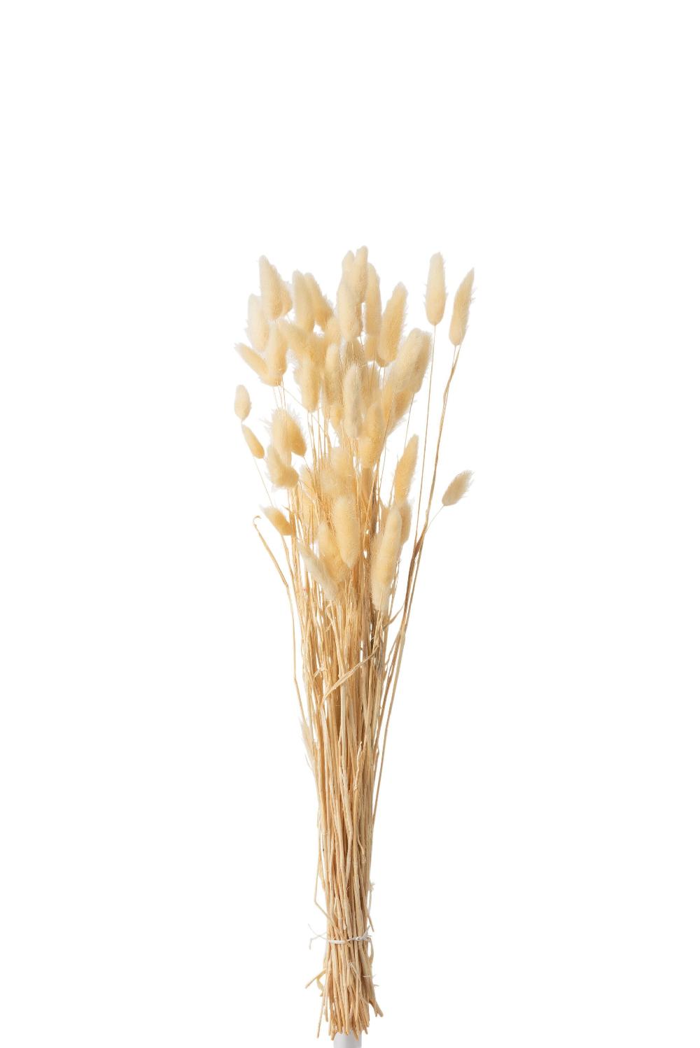 Emob Bundel Pluim Hazenstaart Gedroogd Beige