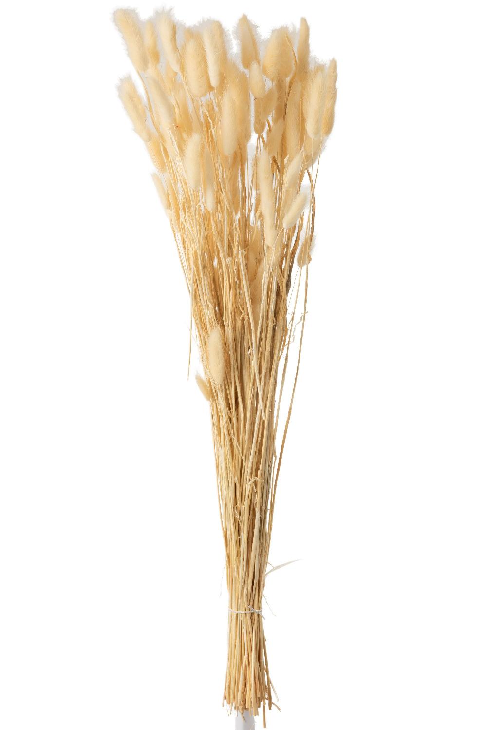 emob Bundel pluim hazenstaart gedroogd beige