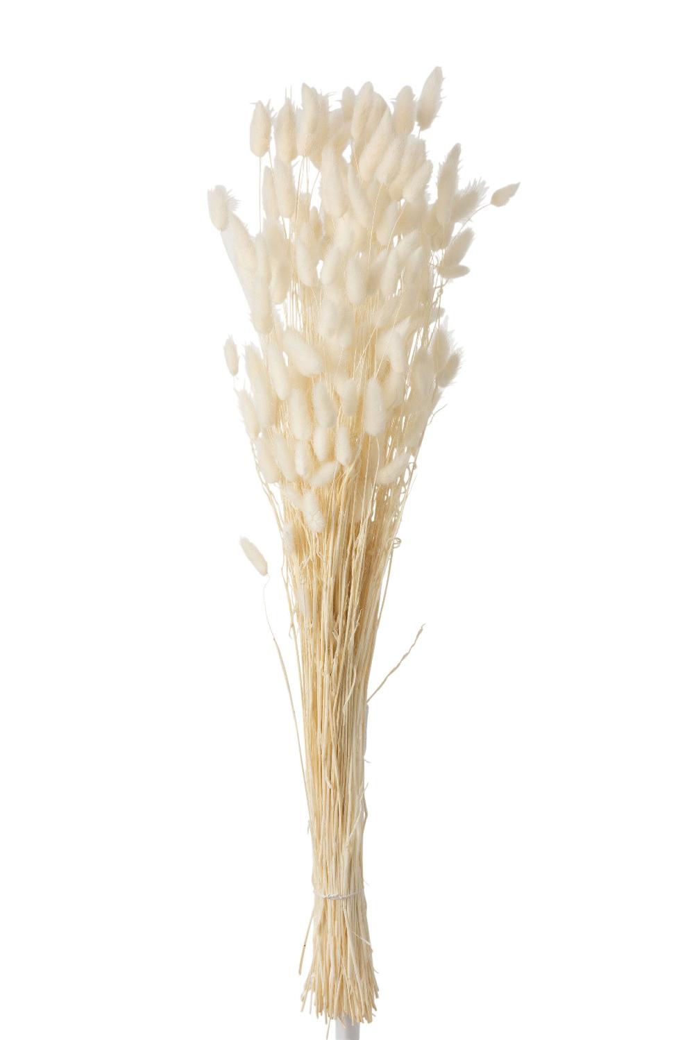 Emob Bundel Pluim Hazenstaart Gedroogd Ecru Large