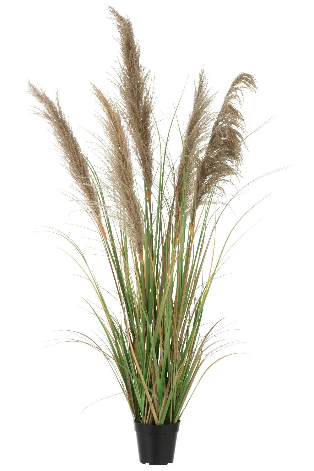 emob Pampas gras 5 koppen in pot pvc groen/beige small