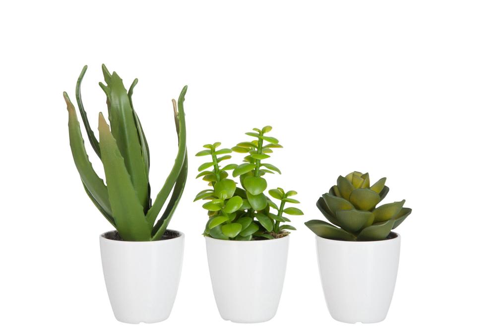 emob Vetplant/aloe vera/lotus+pot groen melamine wit small assortiment van 3