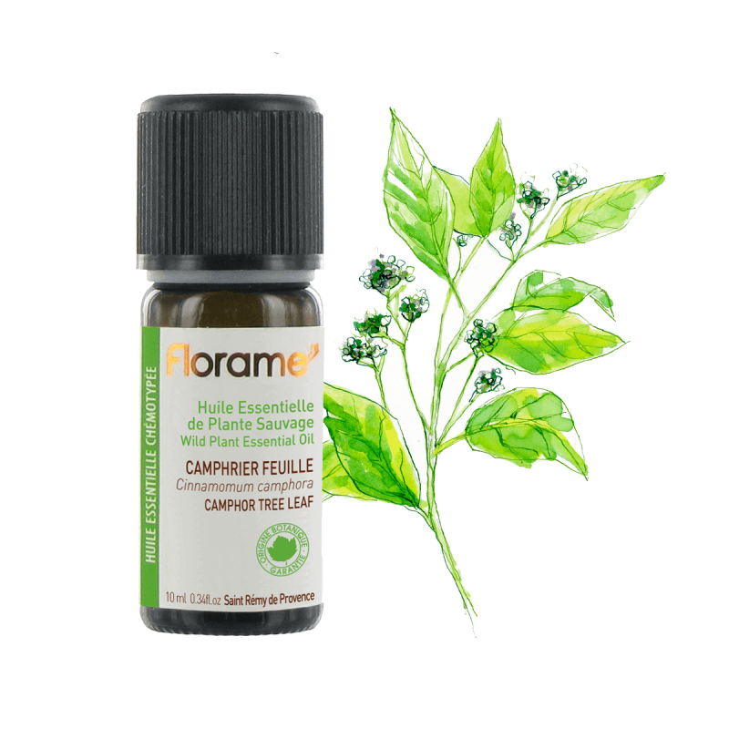 florame Huile Essentielle de Camphrier Feuille ou Laurier du Japon Sauvage