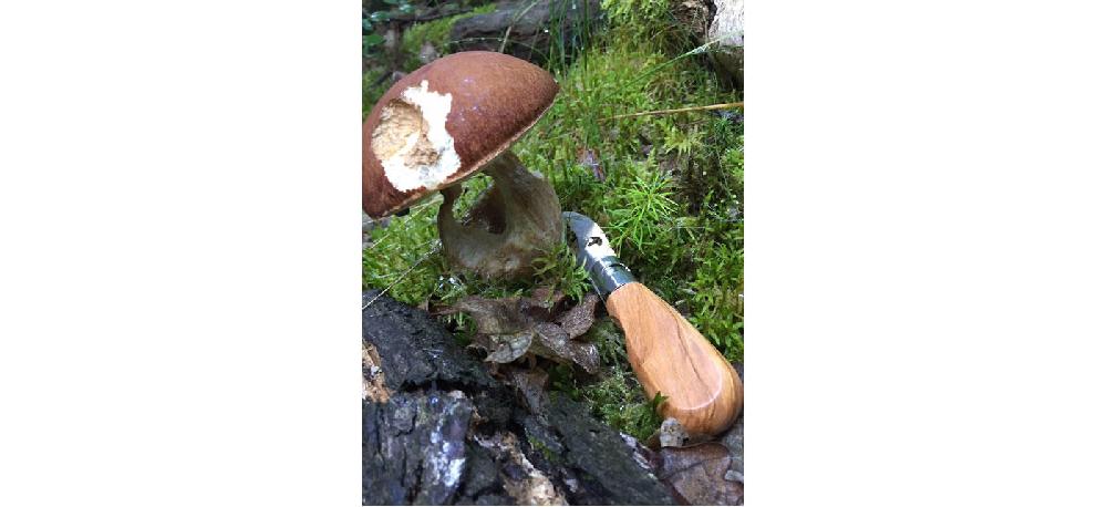 Jean Dubost Couteau à Champignon De Poche Modèle Frérot Par Jean Dubost