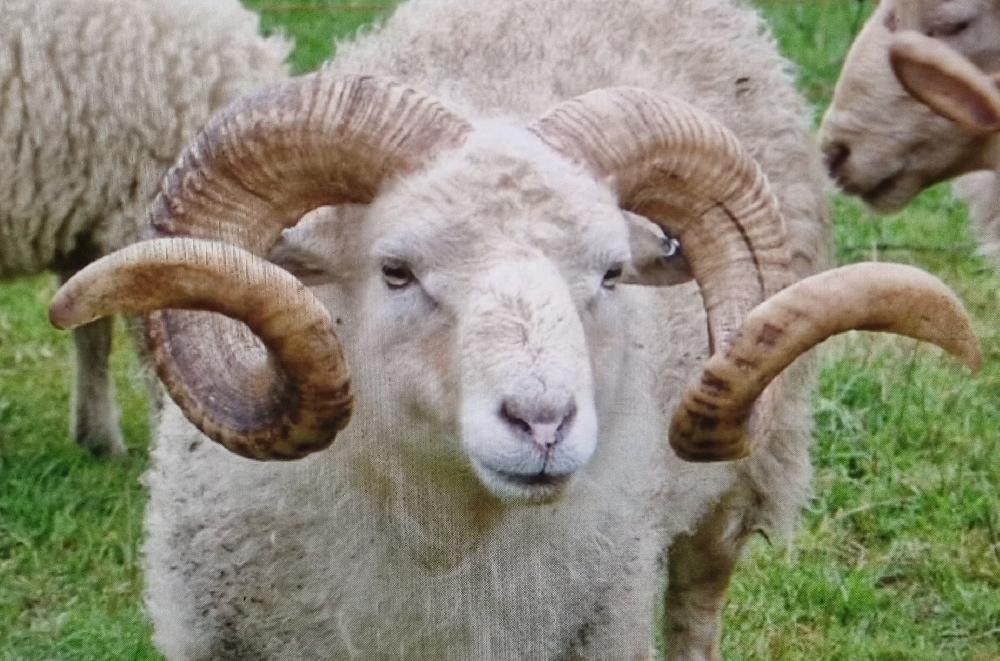 Laguiole Laguiole En Aubrac Knife 1 Piece 12 Cm Scottish Ram Crust Full Handle Shiny Finish