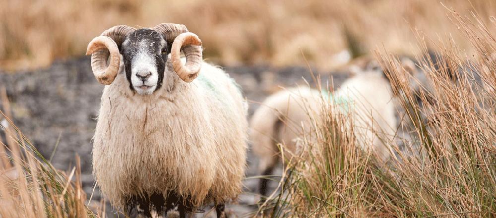 Laguiole Laguiole En Aubrac Knife 1 Piece 12 Cm Scottish Ram Crust Handle 2 Shiny Stainless Steel Bolsters